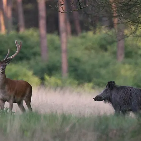 In Het Koetshuis Apeldoorn
