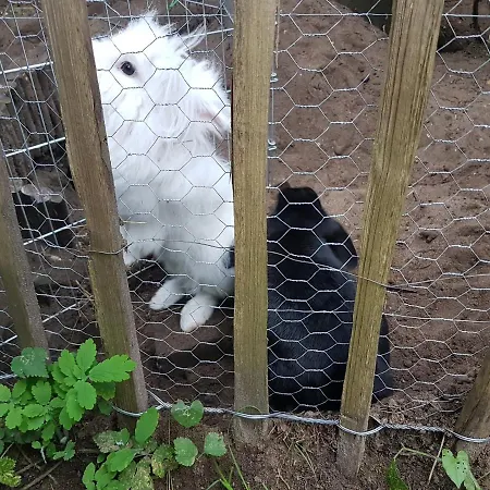 Vakantiehuis In Het Koetshuis *