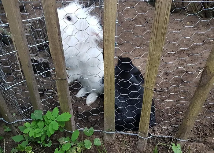 Vakantiehuis In Het Koetshuis *