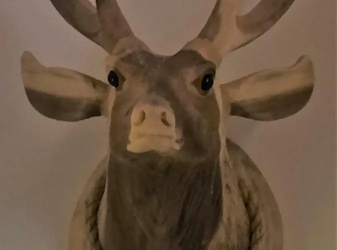 Vakantiehuis In Het Koetshuis Apeldoorn