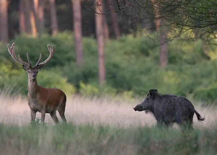 In Het Koetshuis Apeldoorn